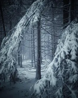 Thuringian: Trunk and branches of conifer in winter, Schneekopf