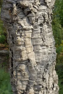 Cork: Trunk of cork oak - Eden Project