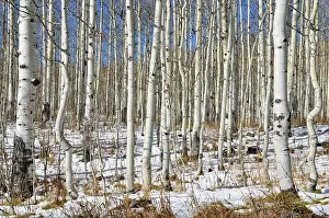 Populus: Trunks of Common Aspen or Quaking Aspen (Populus