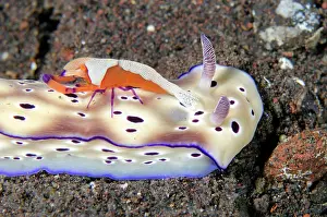 Chromodoris: Tryons Nudibranch - with Emperor Shrimp (Zenopontonia rex)