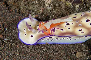 Chromodoris: Tryons Nudibranch - with Emperor Shrimp (Zenopontonia rex)