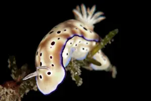 Slug: Tryon's Risbecia Nudibranch