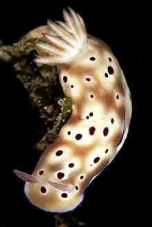Slug: Tryon's Risbecia Nudibranch