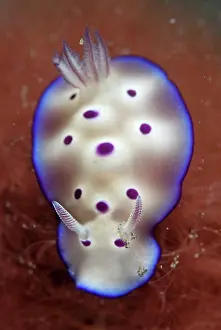 Jiko: Tryon's Risbecia Nudibranch on red coral Jiko Lemong