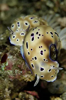 Gill: Tryon's Risbecia Nudibranches - pair