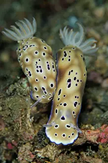 Gill: Tryon's Risbecia Nudibranches - pair
