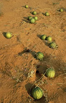 Melons: Tsamma - Food and liquid for all kinds of animals;