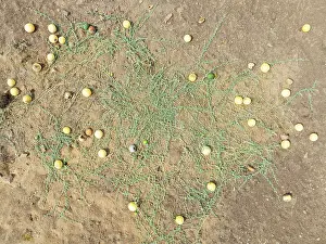 Thomas Dressler: Tsamma melon (Citrullus species) in the Namib Desert