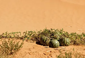 Melons: Tsamma Melon on Red Kalahari Sand