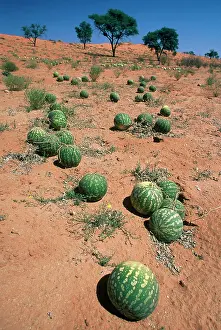 Melons: Tsamma melons littering the dune surface after
