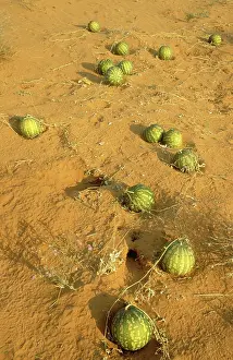 Lanatus: Tsamma - source of food and water for all kinds