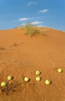 Lanatus: Tsamma - source of food and water for all kinds