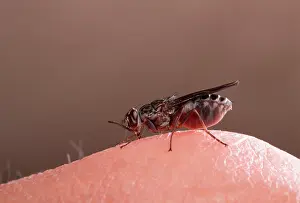 Tsetse: Tse-tse / Tsetse Fly - feeding on a hand