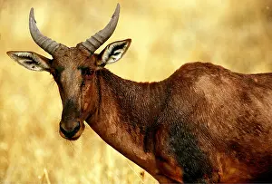 Topi: TSESSEBE - close-up of head and shoulder