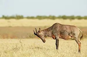 Topi: Topi