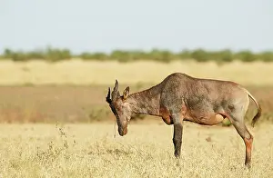 Topi: Topi