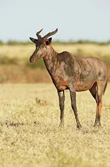 Topi: Topi