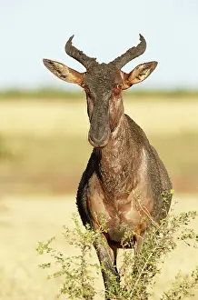 Topi: Topi