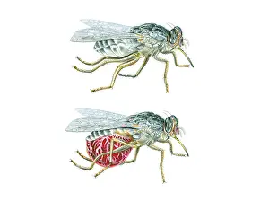Mouthparts: Tsetse Fly before and after blood-sucking