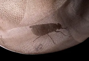 Tsetse: Tsetse fly - Caught in a net