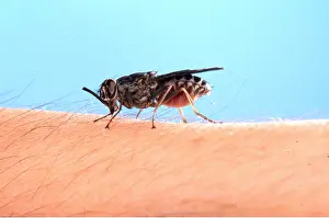 Pascal Goetgheluck: TSETSE FLY - close up on human skin sucking blood