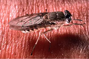 Pascal Goetgheluck: TSETSE FLY - close-up on human skin