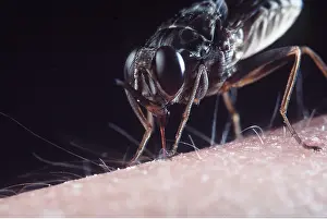 Pascal Goetgheluck: TSETSE FLY - close-up sucking blood on human skin