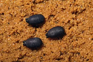 Tsetse: Tsetse Fly - eggs