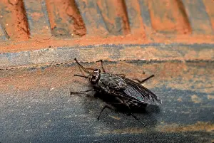 Wheels: Tsetse fly - heat of wheels attracts them