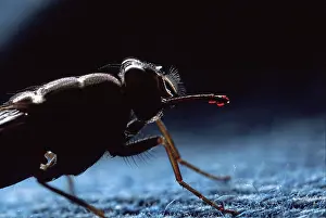 Tsetse: Tsetse fly - on jeans