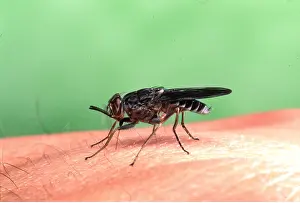 Pascal Goetgheluck: TSETSE FLY - sucking blood disease carrier of sleeping