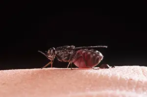 Pascal Goetgheluck: TSETSE FLY sucking blood on human skin, disease