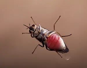 Tsetse: Tsetse fly - vue from below