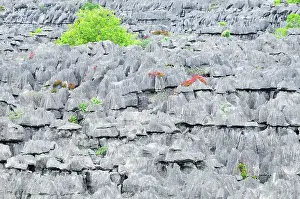 Tsingy: Tsingy - Limestone pinnacles