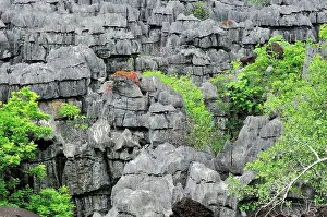 Tsingy: Tsingy - Limestone pinnacles