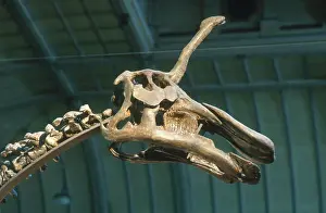 Ornithopod: Tsintosaurus
