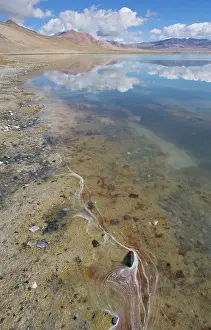 Brine: Tso Kar lake shore showing Artemia sp. (probably