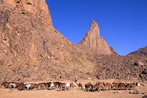 Peoples: Tuareg sedentary herd of goats Sahara Algeria