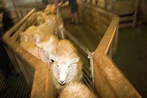Shearing: Tuatapere, New Zealand. A sheep shearing