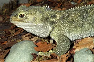 Sphenodon: Tuatara