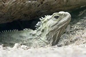 Sphenodon: Tuatara