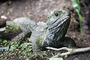 Sphenodon: Tuatara