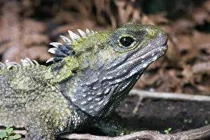 Sphenodon: Tuatara