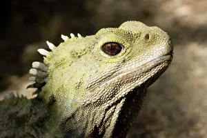 Sphenodon: Tuatara