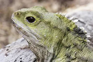 Sphenodon: Tuatara
