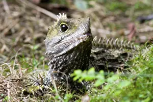 Sphenodon: Tuatara