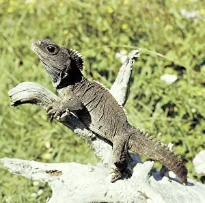 Punctatus: Tuatara