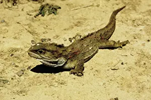 Sphenodon: Tuatara