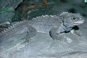 Punctatus: Tuatara