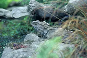 Punctatus: Tuatara